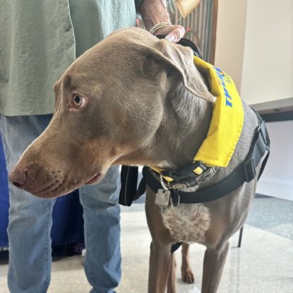 Therapy dog Major wearing a yellow bandana.