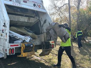 A UHD student dumps a trashcan's contents into the back of a garbage truck.